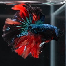 画像13: HM　ブラックキャンディ (13)