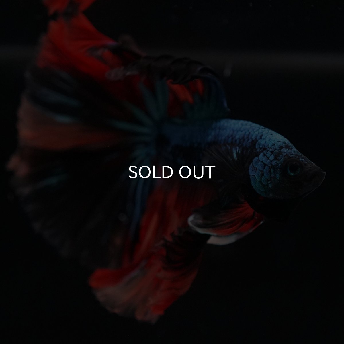 画像14: HM　ブラックキャンディ (14)