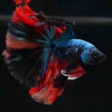 画像14: HM　ブラックキャンディ (14)