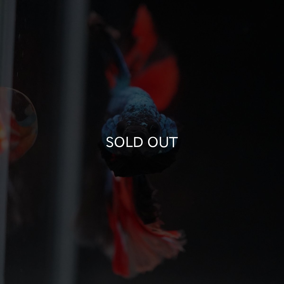 画像15: HM　ブラックキャンディ (15)