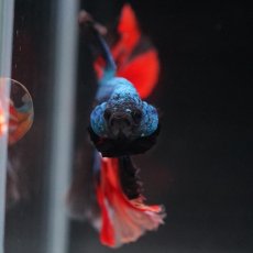 画像15: HM　ブラックキャンディ (15)