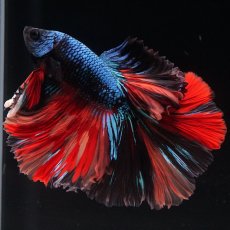 画像16: HM　ブラックキャンディ (16)