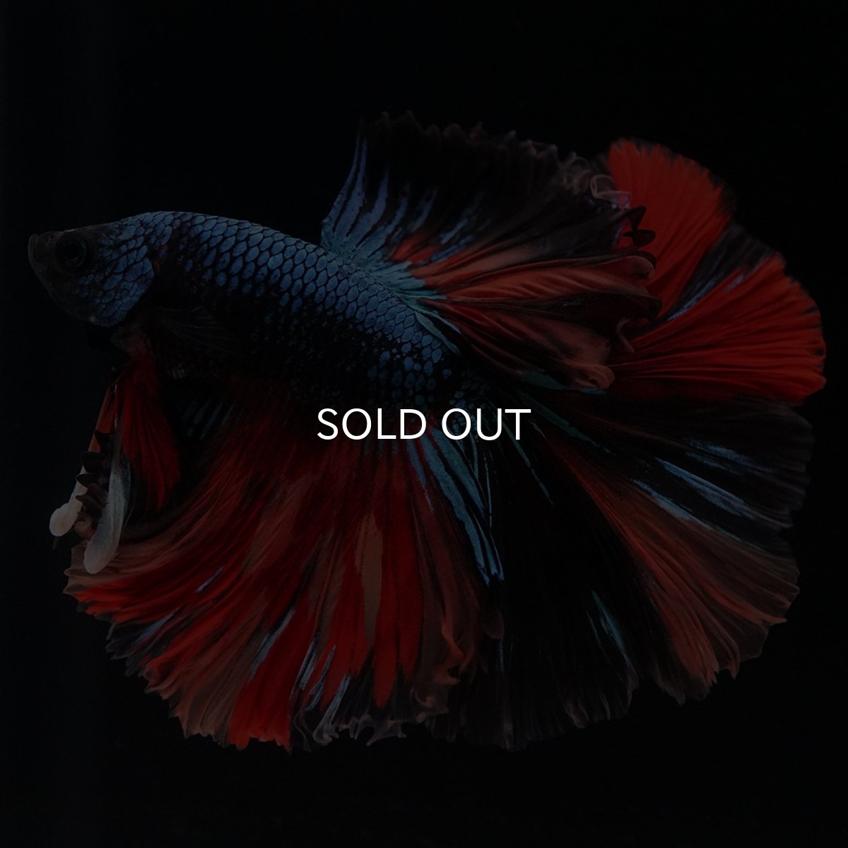 画像17: HM　ブラックキャンディ (17)