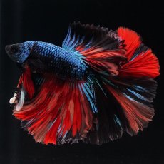 画像17: HM　ブラックキャンディ (17)