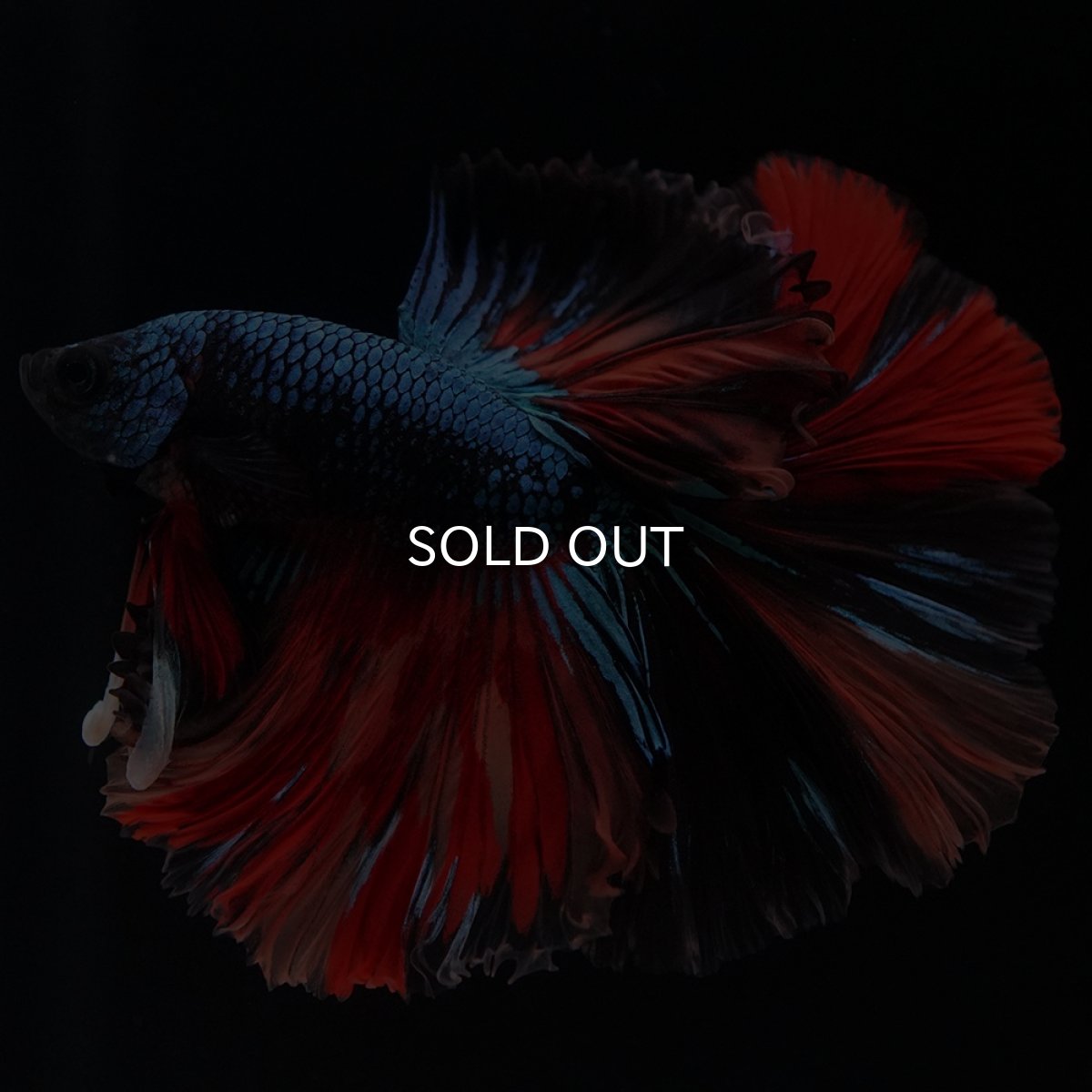 画像18: HM　ブラックキャンディ (18)