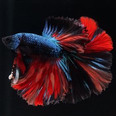 画像18: HM　ブラックキャンディ (18)