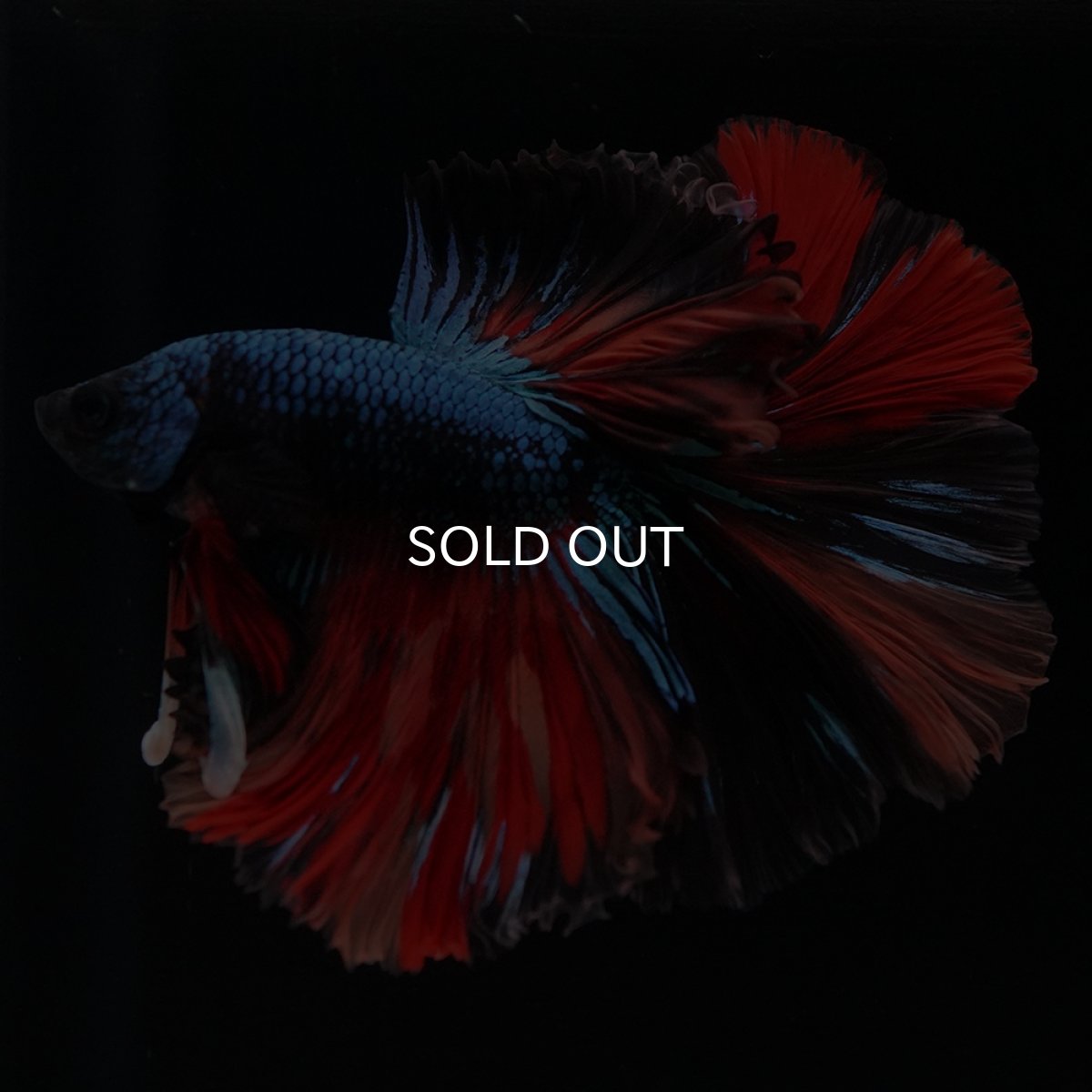 画像19: HM　ブラックキャンディ (19)