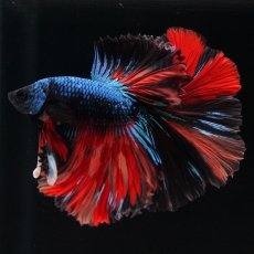 画像19: HM　ブラックキャンディ (19)