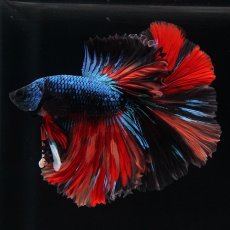 画像1: HM　ブラックキャンディ (1)