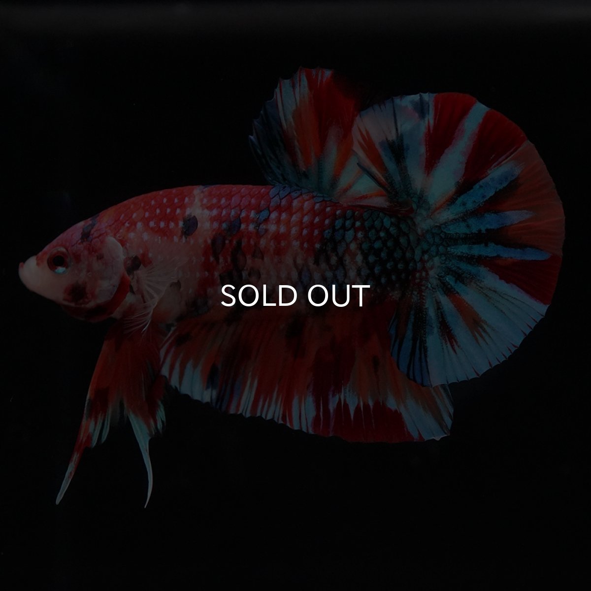 画像1: HMPK　キャンディ (1)