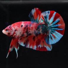 画像1: HMPK　キャンディ (1)