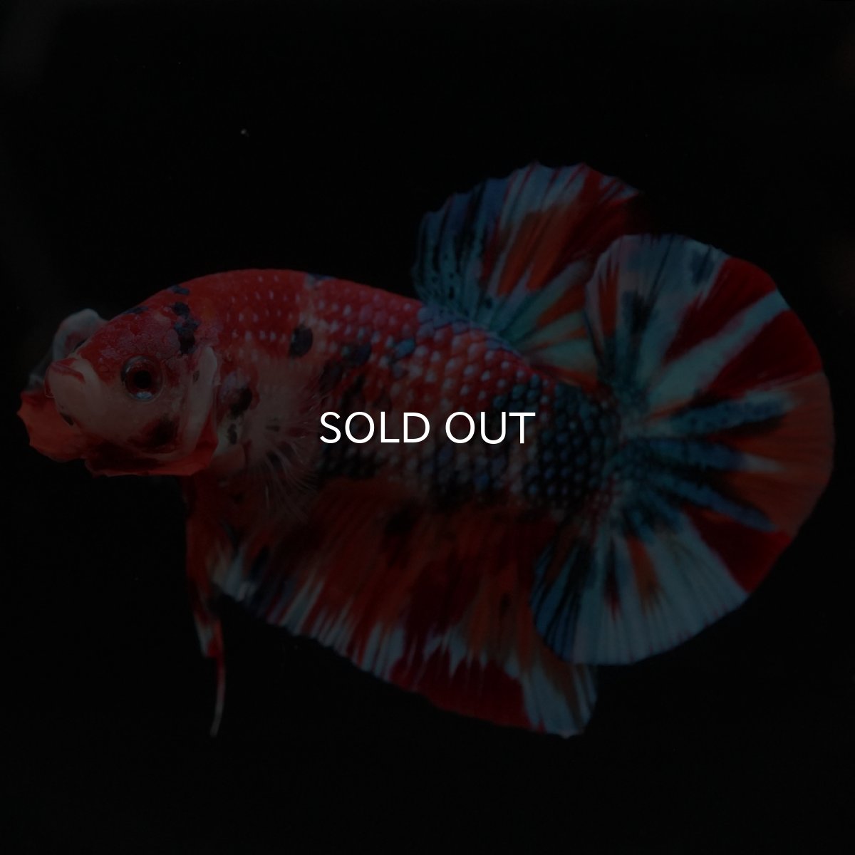 画像3: HMPK　キャンディ (3)