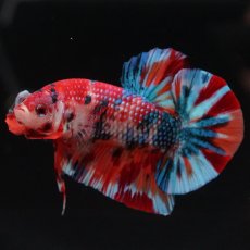 画像3: HMPK　キャンディ (3)