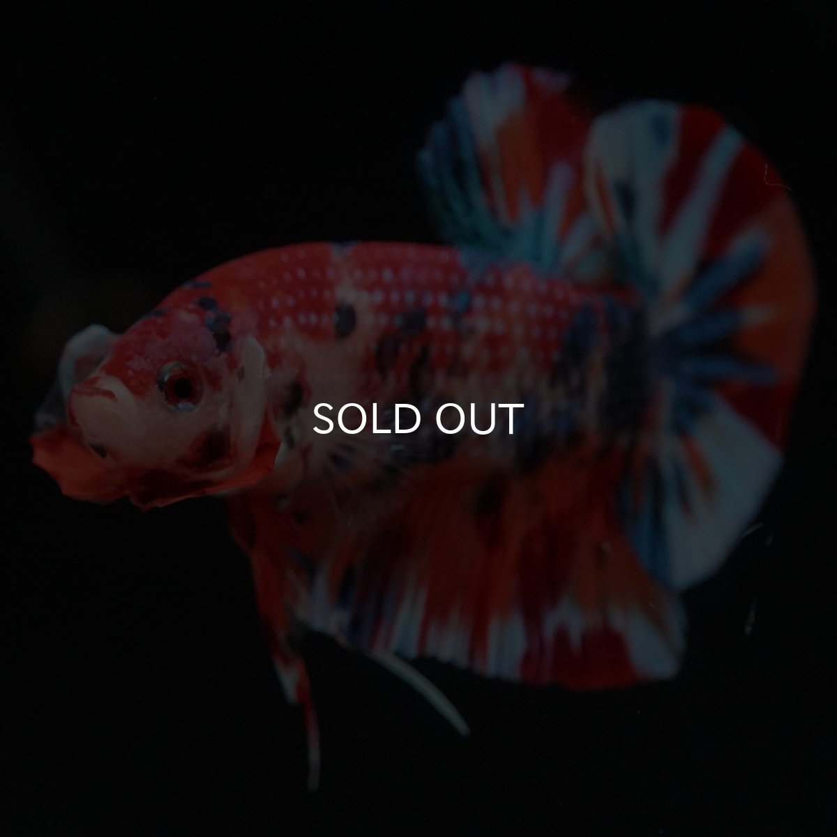 画像4: HMPK　キャンディ (4)