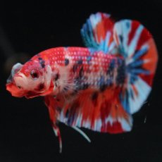 画像4: HMPK　キャンディ (4)