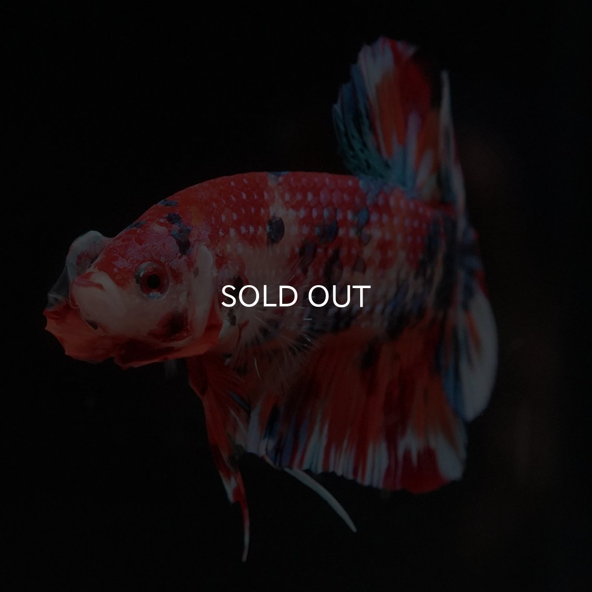 画像5: HMPK　キャンディ (5)