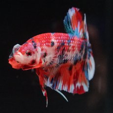 画像5: HMPK　キャンディ (5)