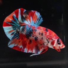 画像2: HMPK　キャンディ (2)