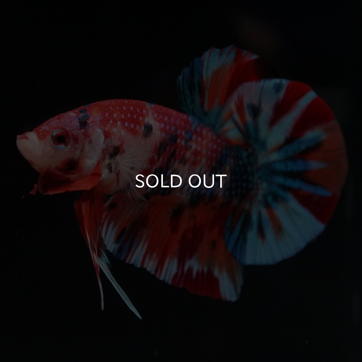 画像6: HMPK　キャンディ (6)