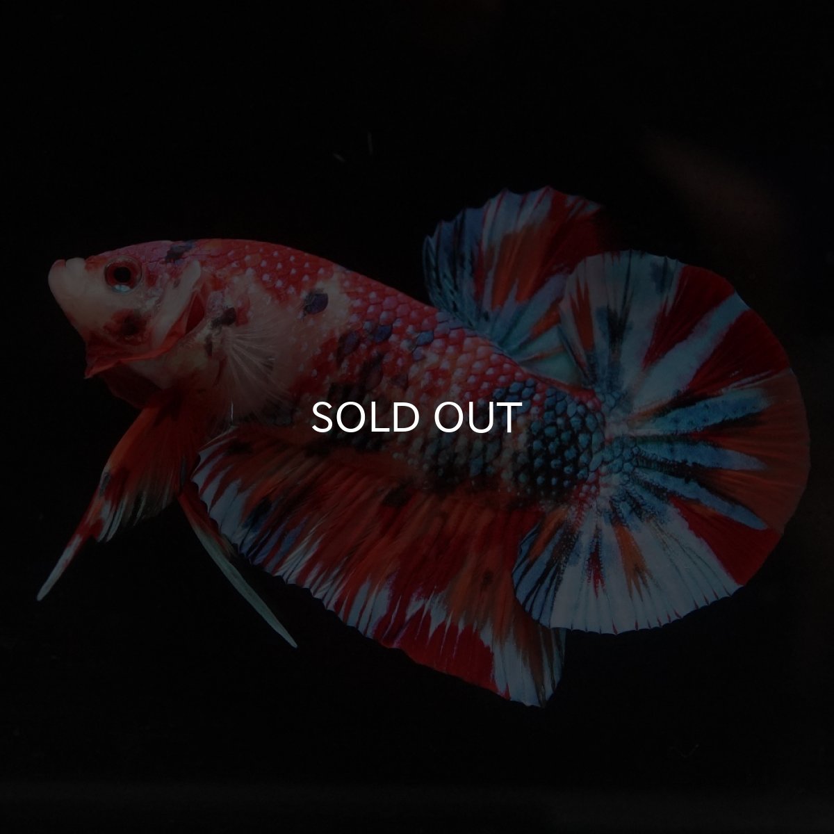 画像7: HMPK　キャンディ (7)