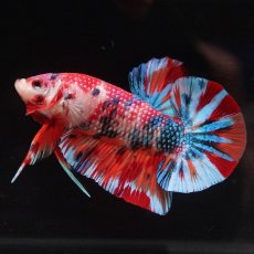 画像7: HMPK　キャンディ (7)