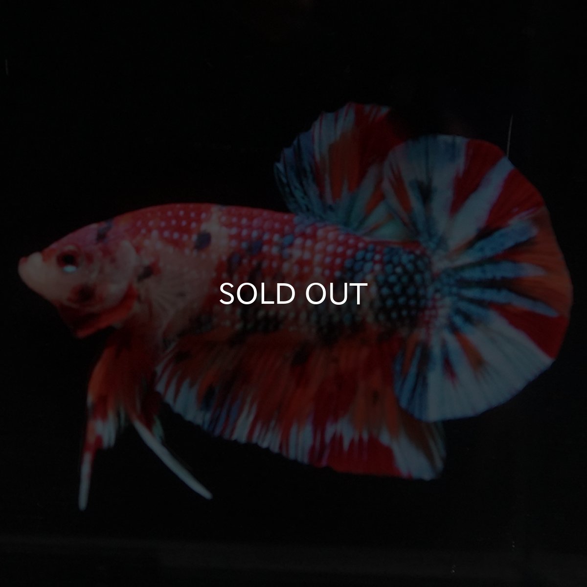 画像8: HMPK　キャンディ (8)