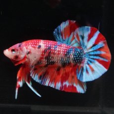 画像8: HMPK　キャンディ (8)