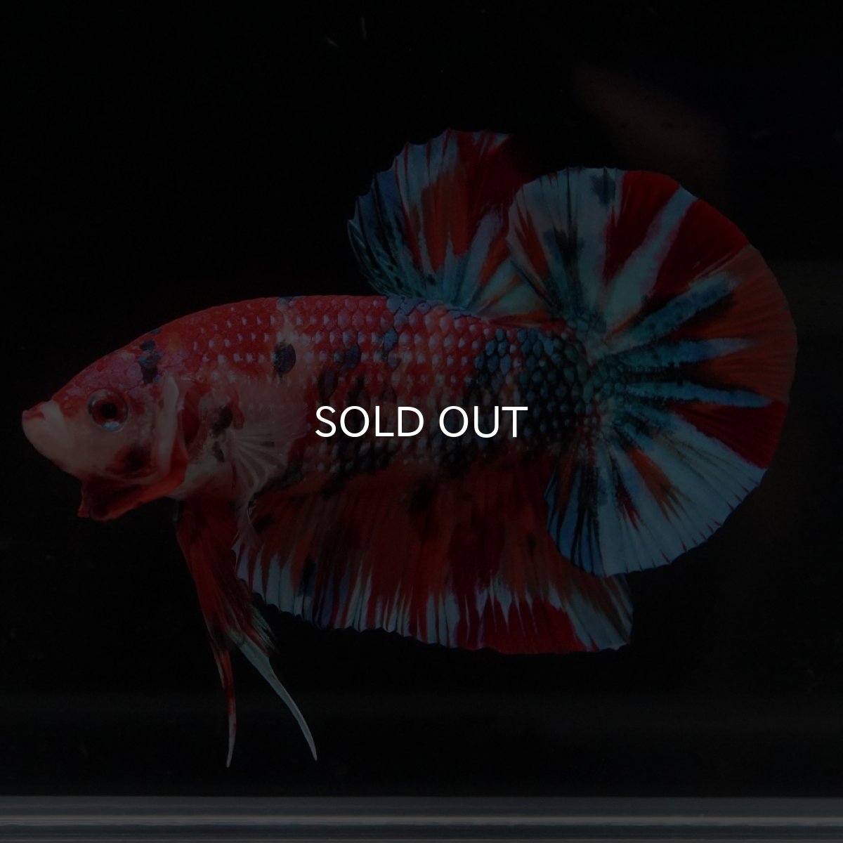 画像9: HMPK　キャンディ (9)