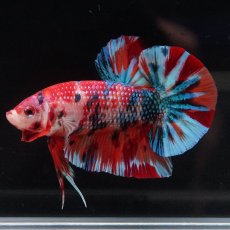 画像9: HMPK　キャンディ (9)