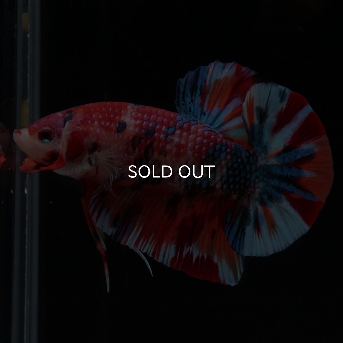 画像10: HMPK　キャンディ (10)