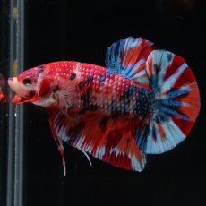 画像10: HMPK　キャンディ (10)