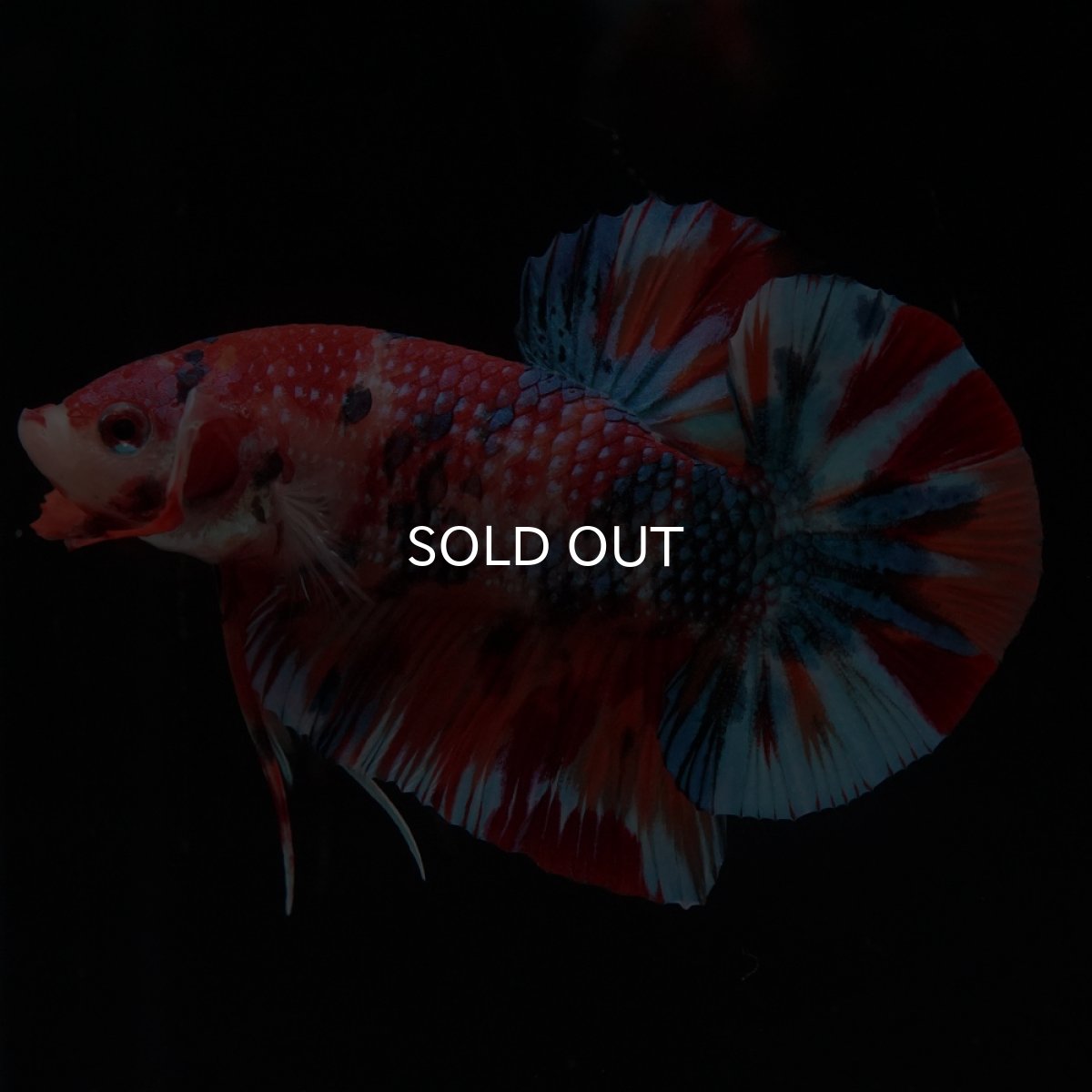 画像11: HMPK　キャンディ (11)