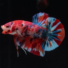 画像11: HMPK　キャンディ (11)