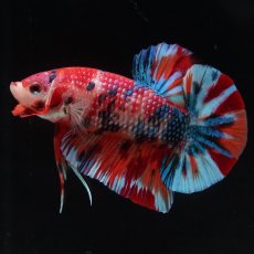 画像12: HMPK　キャンディ (12)