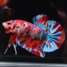 画像13: HMPK　キャンディ (13)