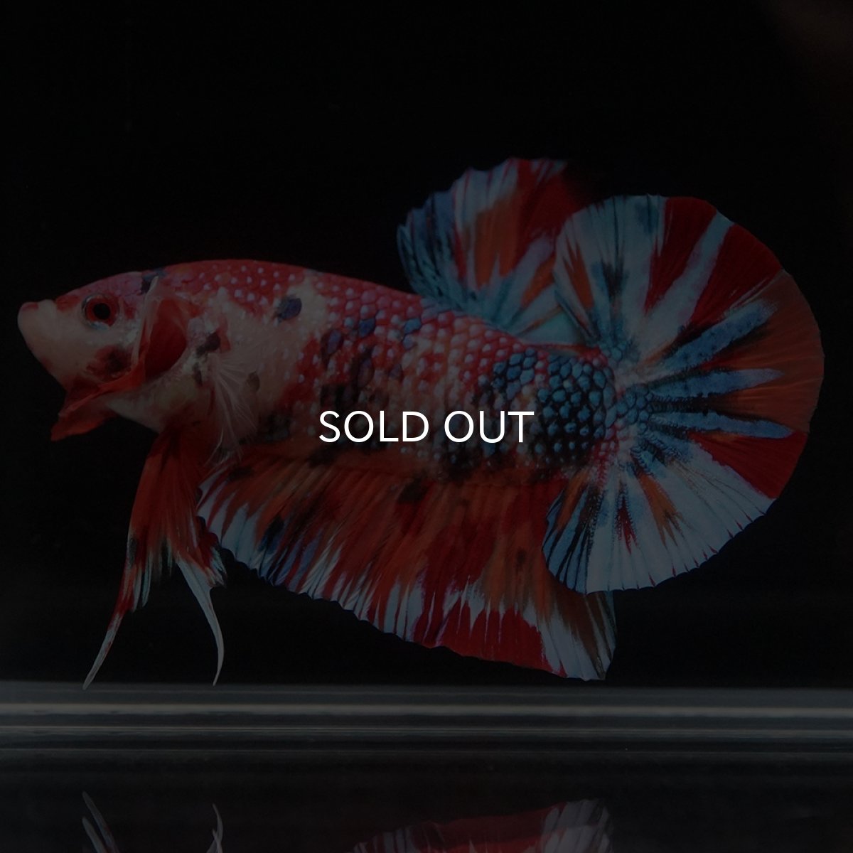 画像14: HMPK　キャンディ (14)