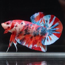 画像14: HMPK　キャンディ (14)