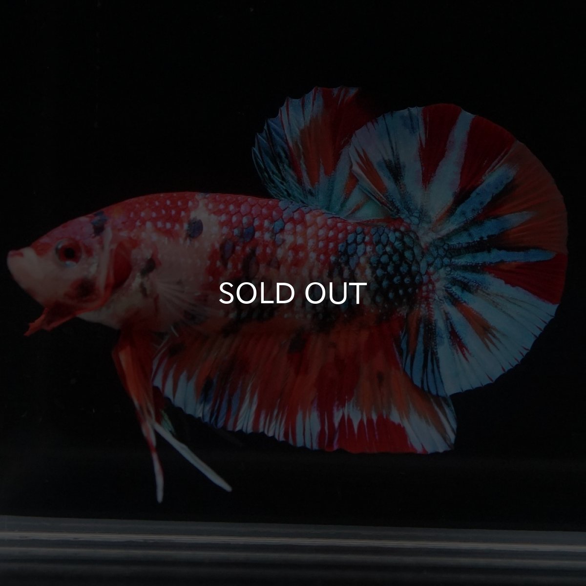 画像16: HMPK　キャンディ (16)