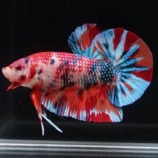 画像16: HMPK　キャンディ (16)