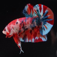 画像17: HMPK　キャンディ (17)