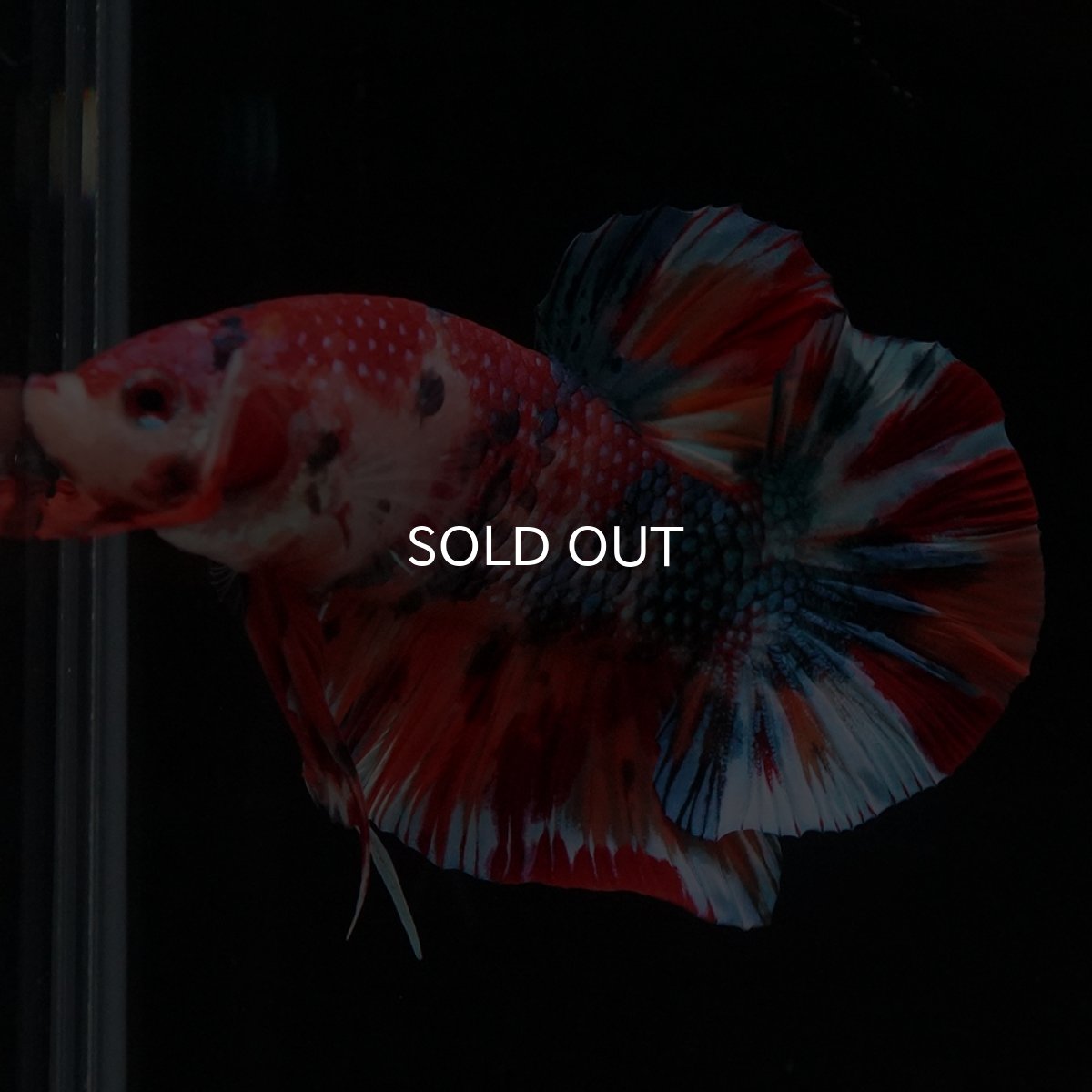 画像18: HMPK　キャンディ (18)