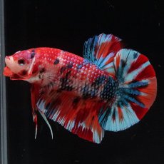 画像19: HMPK　キャンディ (19)