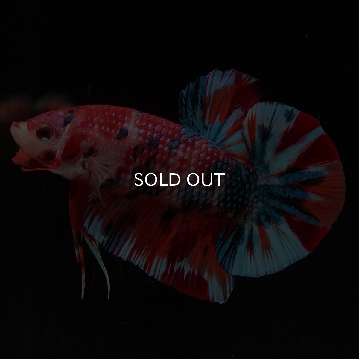 画像20: HMPK　キャンディ (20)