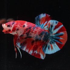 画像20: HMPK　キャンディ (20)