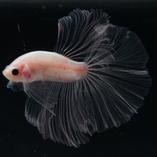 画像5: HM　クリア (5)