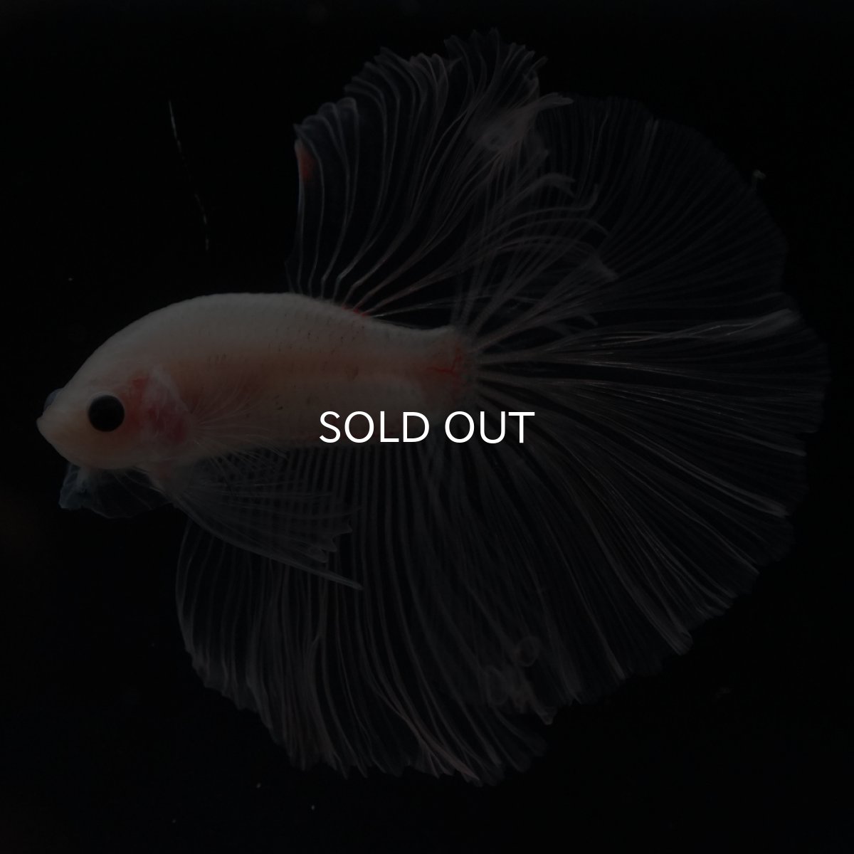 画像6: HM　クリア (6)