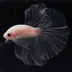 画像6: HM　クリア (6)