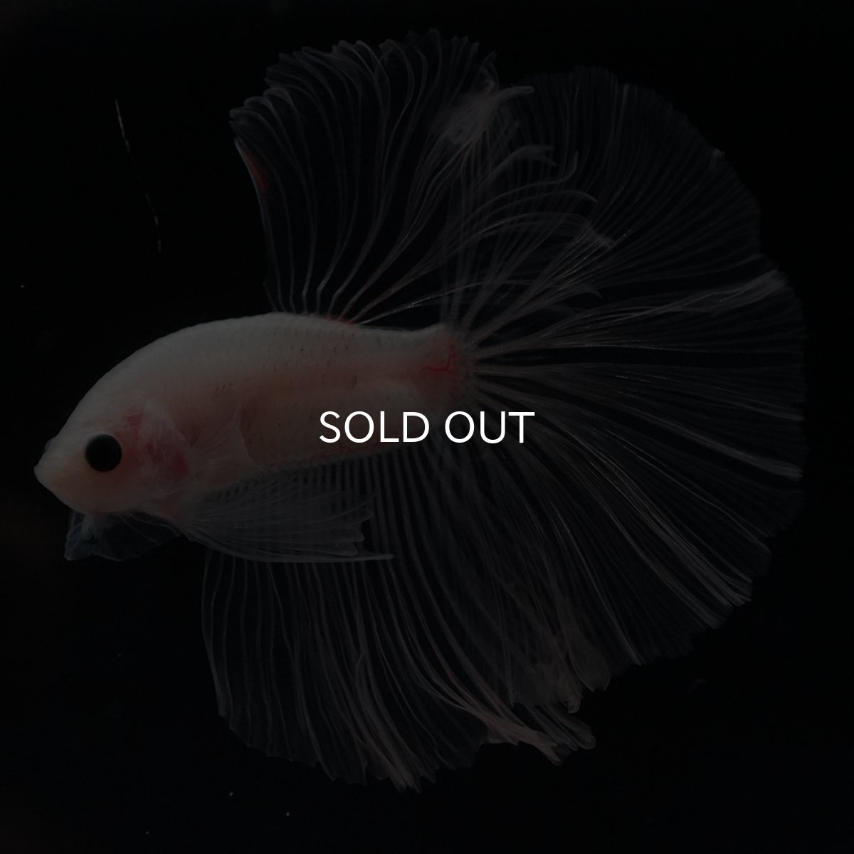 画像1: HM　クリア (1)