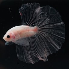 画像1: HM　クリア (1)