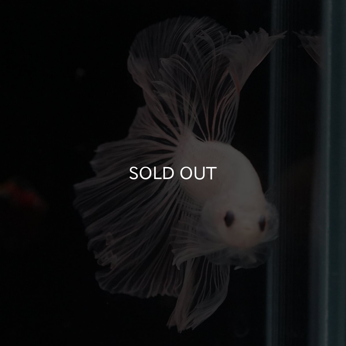 画像7: HM　クリア (7)